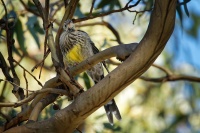 Lalocnatka tasmanska - Anthochaera paradoxa - Yellow Wattlebird 2788